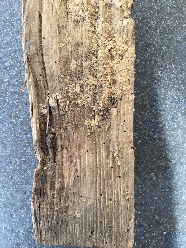 befallenes_holz_unbehandelt